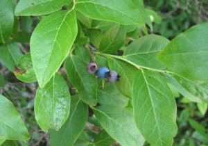 Відсутність плодів на лохині