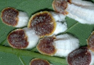 Псевдощитівка