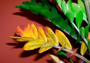 Пожовтіння заміокулькаса