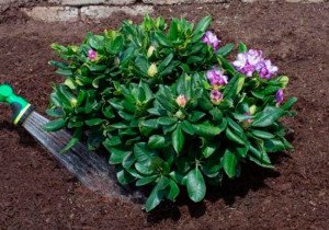 Посадка рододендронів та азалій