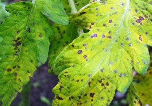 Плямистості листя розсади