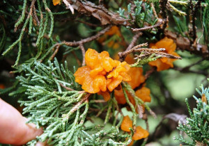 Іржа хвойних