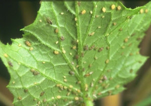 Попелиця на томатах, огірках, перці та інших овочевих культурах