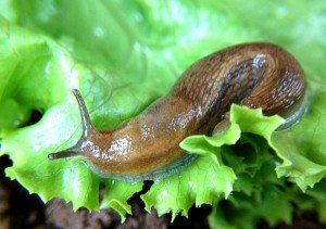 Равлики і слимаки