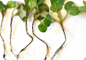 Чорна ніжка розсади