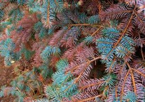 Шютте хвойних