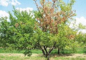 Моніліальний опік абрикоса