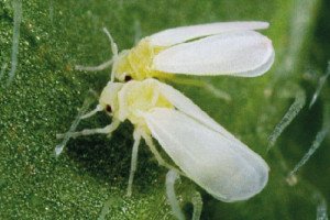 Білокрилка на кімнатних рослинах