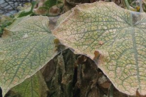 Павутинний кліщ на овочевих культурах