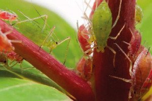 Попелиця на кімнатних рослинах