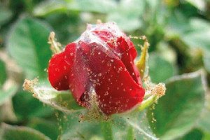 Павутинний кліщ на декоративних садових рослинах