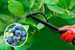 Весняний догляд за лохиною