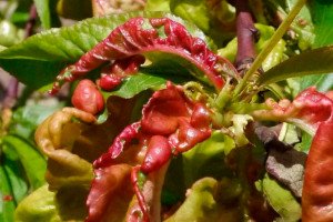 Курчавість персика