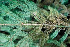 Павутинний кліщ на хвойних