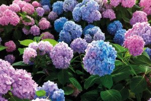 Голубі гортензії