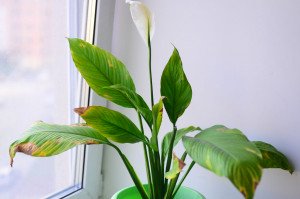 Почорніння та засихання кінчиків листків спатифілума