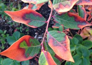 Сохне листя на кущах лохини