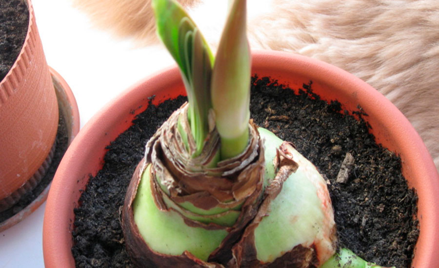 догляд за амарилісом, як доглядати за амарилісом після цвітіння, як зберегти цибулину амариліса