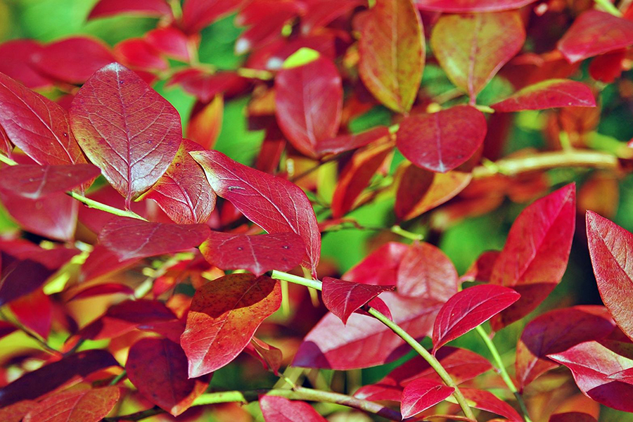 Осіннє забарвлення листя лохини