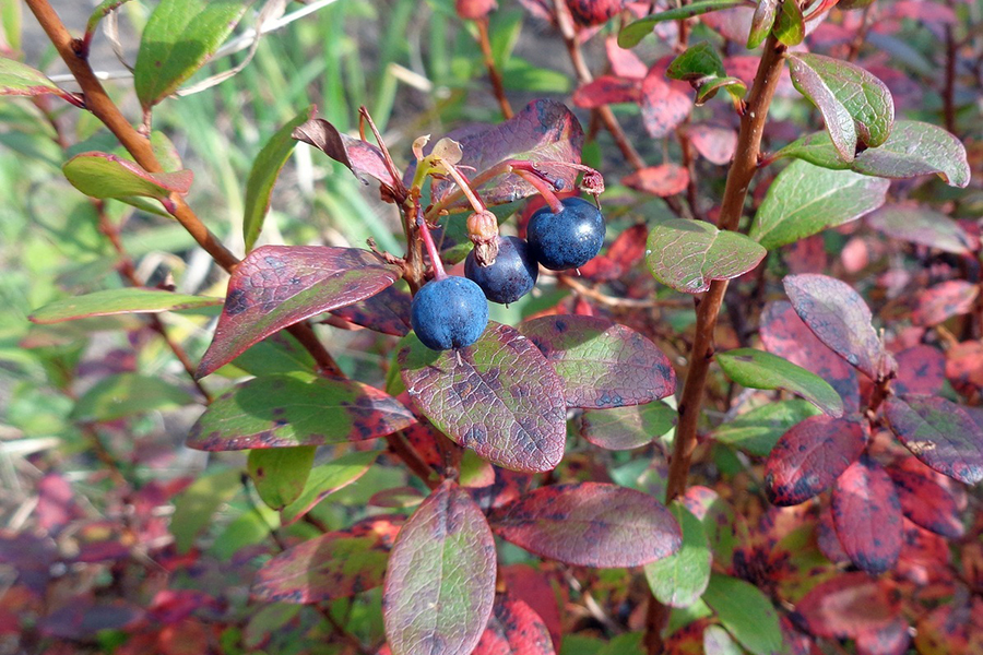 Листя лохини з ознаками нестачі поживних елементів