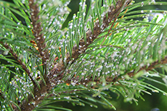 Хермес на хвойних