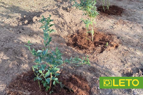 Весняна посадка лохини