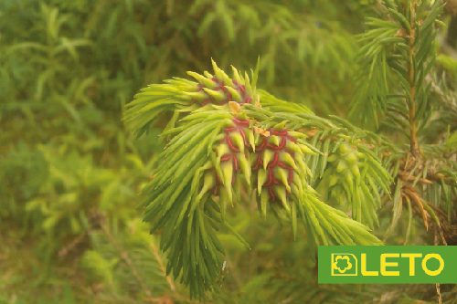 Хермес на хвойних