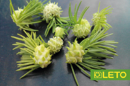 Хермес на хвойних