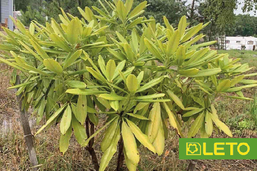 Хлороз рододендронів та азалій