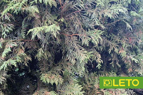 Шютте хвойних