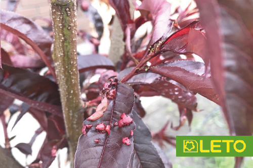 Курчавість персика