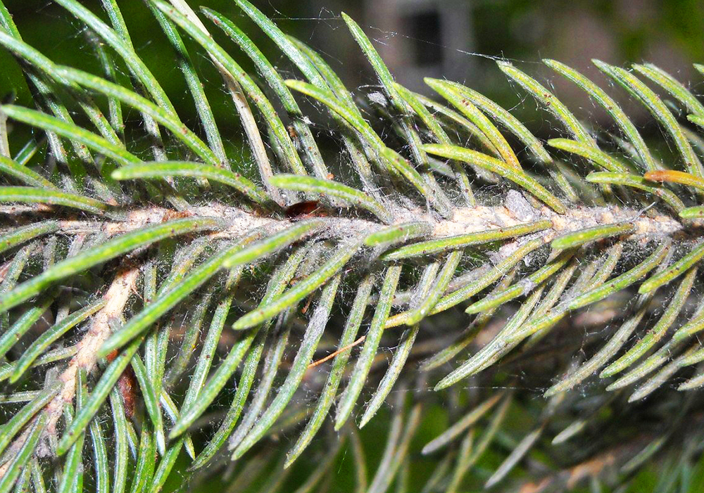 Павутинний кліщ на хвойних