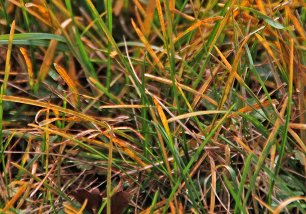 Іржа газону