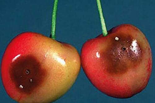 Вишнева муха