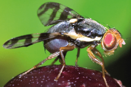 Вишнева муха