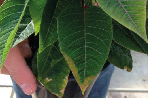 Проблеми та догляд за Пуансетією