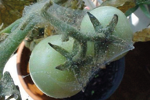 Павутинний кліщ на овочевих культурах