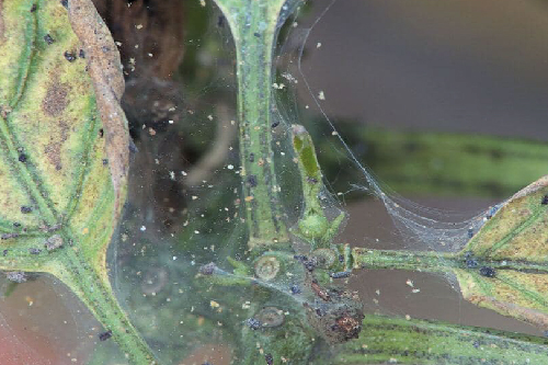 Павутинний кліщ на овочевих культурах