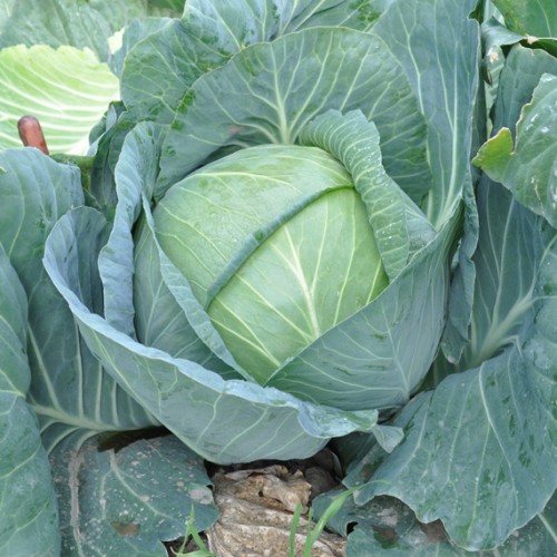 Насіння капусти б/к Джинтама F1, 20шт, Rijk Zwaan, Голландія, насіння Садиба Центр 3