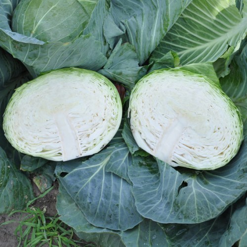 Насіння капусти б/к Джинтама F1, 20шт, Rijk Zwaan, Голландія, насіння Садиба Центр 4