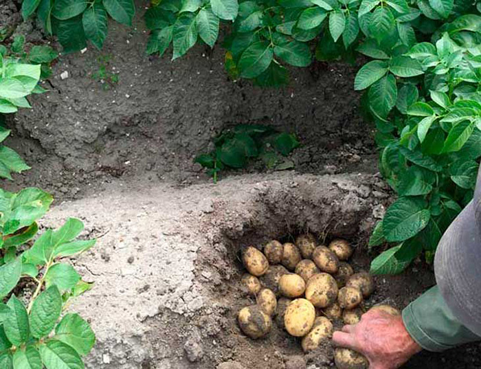 Насіннєву картоплю Електра, 1 репродукція (пакет), 5кг 2