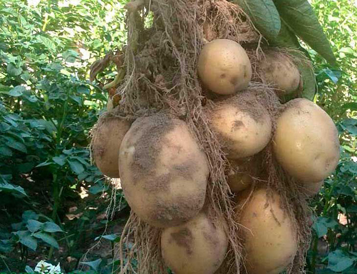 Насіннєву картоплю Електра, 1 репродукція (пакет), 5кг 3