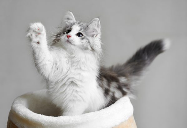 Игрушка для кошек Природа Утенок на резинке (PR240374) 2