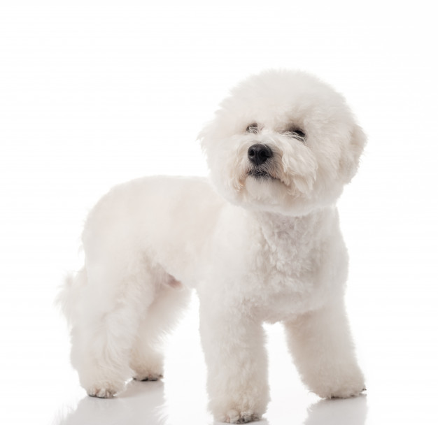 Шампунь Eurowet for White Coat для собак з білою шерстю, 200 мл 2