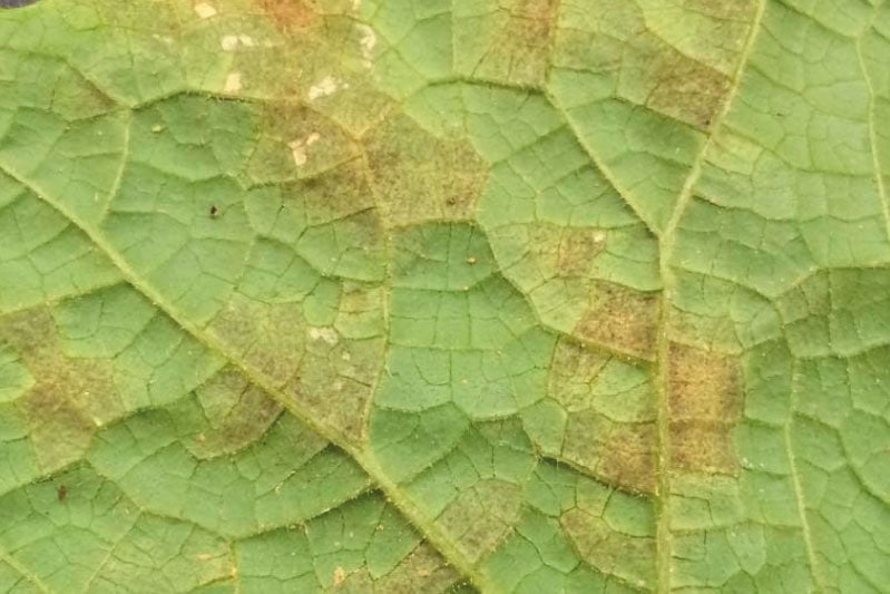 Пероноспороз або несправжня борошниста роса