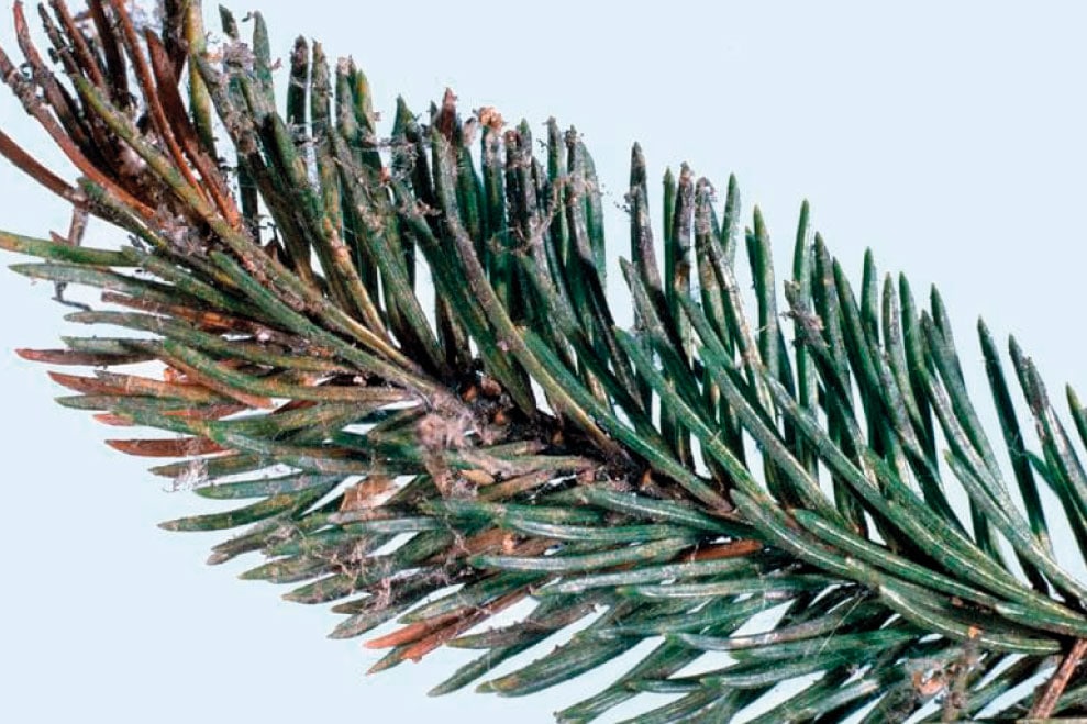 Павутинний кліщ на хвойних