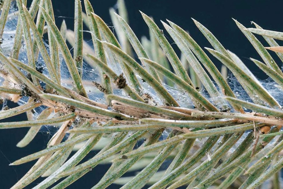 Павутинний кліщ на хвойних