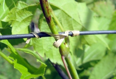 Шпагат-дріт Stocker Stofix саморазлагающійся, 20 см / 100 шт (20121) 2