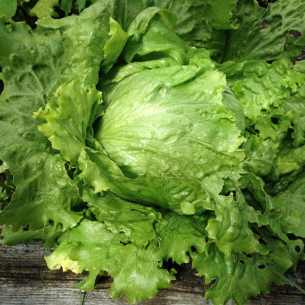 Насіння салата Саладін, 5 г Садиба центр Традиція 2