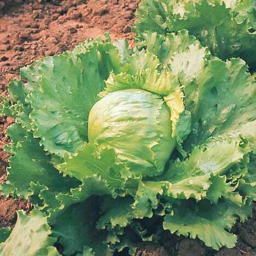 Насіння салата Саладін, 5 г Садиба центр Традиція 3